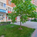 32 плюс, стоматологическая клиника