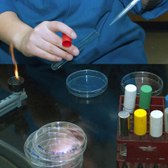 Орхидея плюс