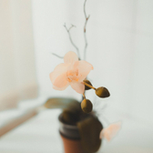 Женева (Geneva), клиника пластической и косметологической медицины