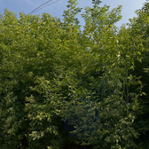 Психоневрологическая больница