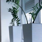 М53, клиника