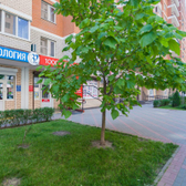 32 плюс, стоматологическая клиника