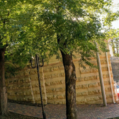 Клиника вертеброневрологии