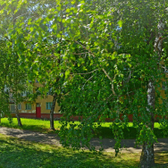 ЛОР-центр «Аурис»