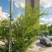 Ситилаб на 70 лет Октября