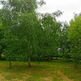 Стоматологическая поликлиника на Проселочной