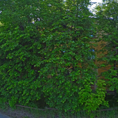 Детская больница №1