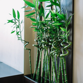 Клиника эстетической медицины «Asia-Spa»