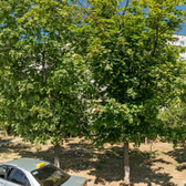 KDL на Строителей