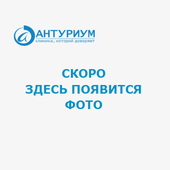 Шмонова Людмила Владимировна, гинеколог