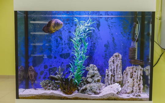 Mira на Урванцева, фото №1